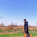 Perro volador