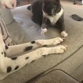 gato provocando a dálmata para pelear