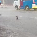 Just a rat int he rain