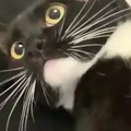 Dramatic kitty