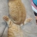 commented item thumbnail