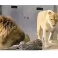 Distracted lion