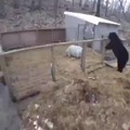 Bear vs Pigs