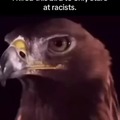 This bird only stare ar racists