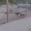 Perro armado