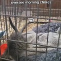 commented item thumbnail