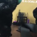Gorilas en el gimnasio