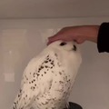 Pet the owl :)