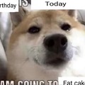 Happy birthday meme for doggos