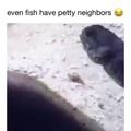 You can see that fish’s anger on his face when he first gets spit on