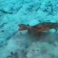 Crab cycle