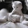 Gato baboso