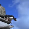 Derpy penguins