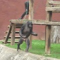 Bonobo baile