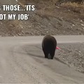 este oso es un buen ciudadano