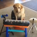 Perro musical