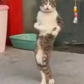 Olé el gato bailaor