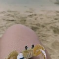 Ghost crabs have the most dumbfounded facial expressions and it’s cute