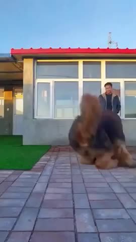 Huge cute doggo - Meme by vaperWave :) Memedroid