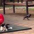 cuervo haciendose el loco cuando mira el gato