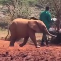Un elefante pisandose la trompa, debió doler