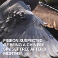Is the pigeon from Singapore?
