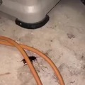 matando una cucaracha al estilo ghost rider