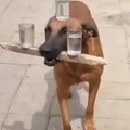 Perro equilibrista