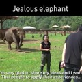 Jealous elephant