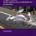 Scots have been told to carry umbrellas to protect themselves against gull attacks.
