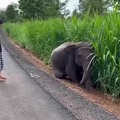 Baby elephant gets struck in the mud