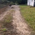 Ostriches confused with RC car