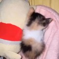 commented item thumbnail