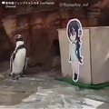 Che pinguino qlo