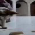 El gato volador