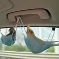Birds taking a comfortable ride