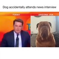 He aint professional. Dog is waiting for interview dude