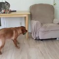 Dog teaching the cat to play with the ball