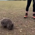 Wombat moment