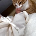 Orange cat archiving the new baby's scent