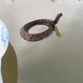 serpiente flotando