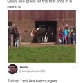 These are dairy cows im pretty sure. So they dont make hamburgers