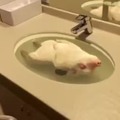 Enjoying to float in the sink