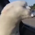 This cat enjoying the speed