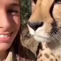Cheetah kisses back