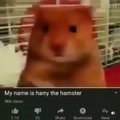 Br*'ish hamster
