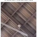 That owl can dance