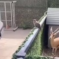 Oh, my deer!
