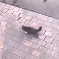 Acrobat cat
