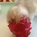 Apparently this cat loves dragon fruit